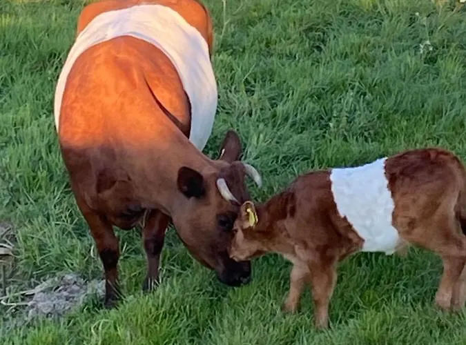 Aan De Vecht Дом отдыха